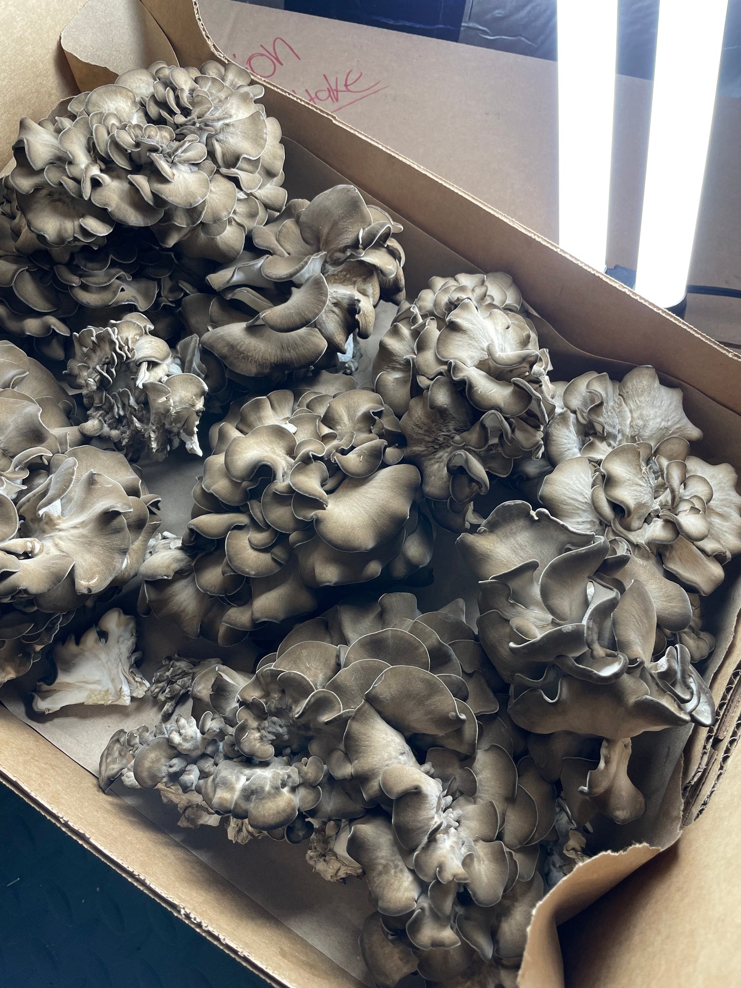 Maitake Mushrooms - 6lb/case