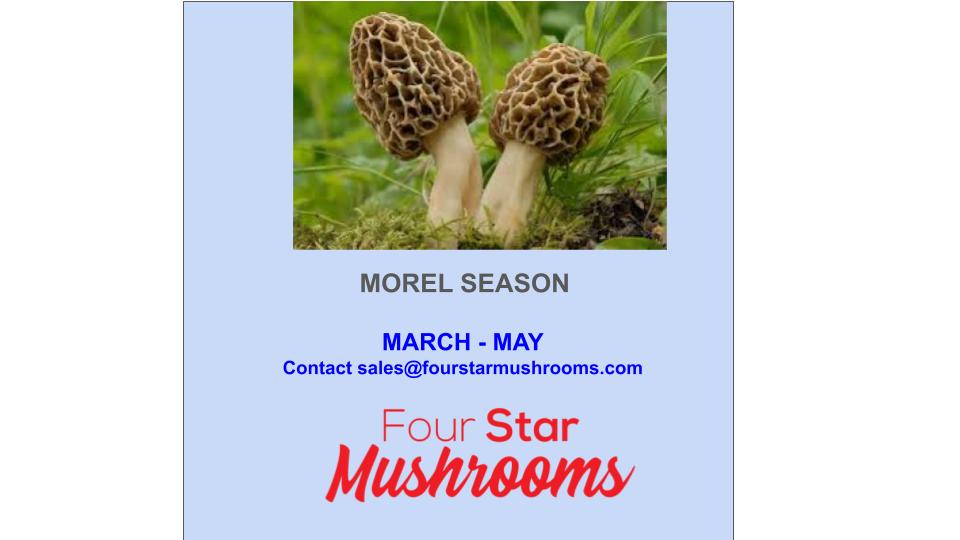 Morel Season