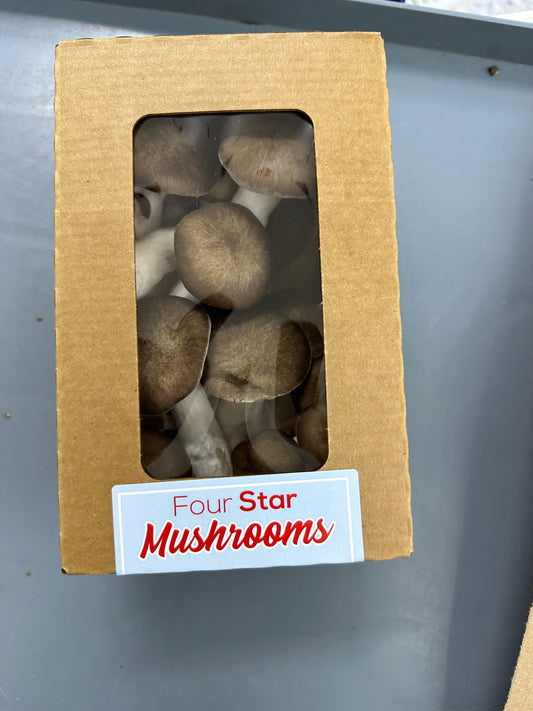 Black Oyster Mushroom - 8oz