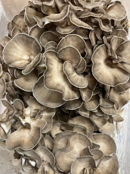 Maitake Mushrooms - 6lb/case