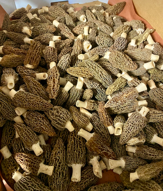 Morel Mushrooms (6-8cm) - Import - per lb