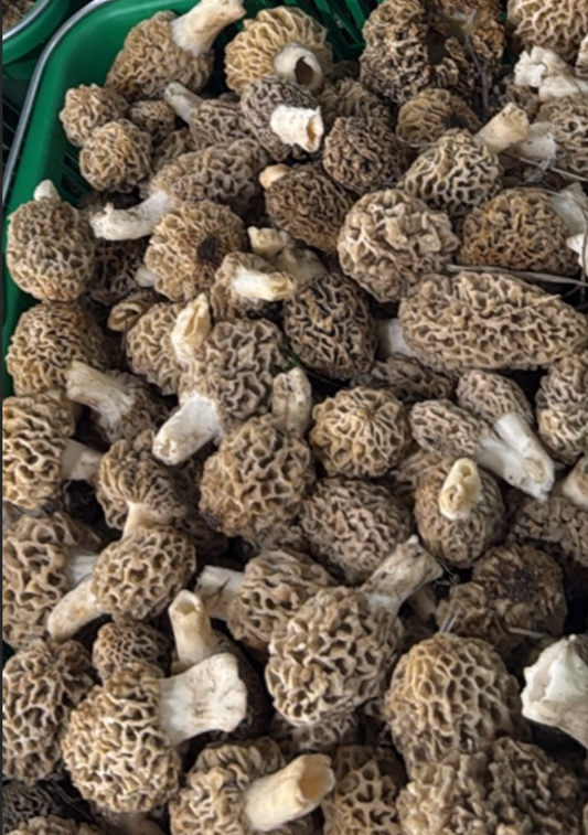 Morel Mushrooms - Natural - 4lb/case