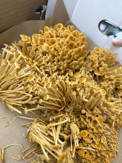 Golden Enoki Mushrooms - 3lb/case