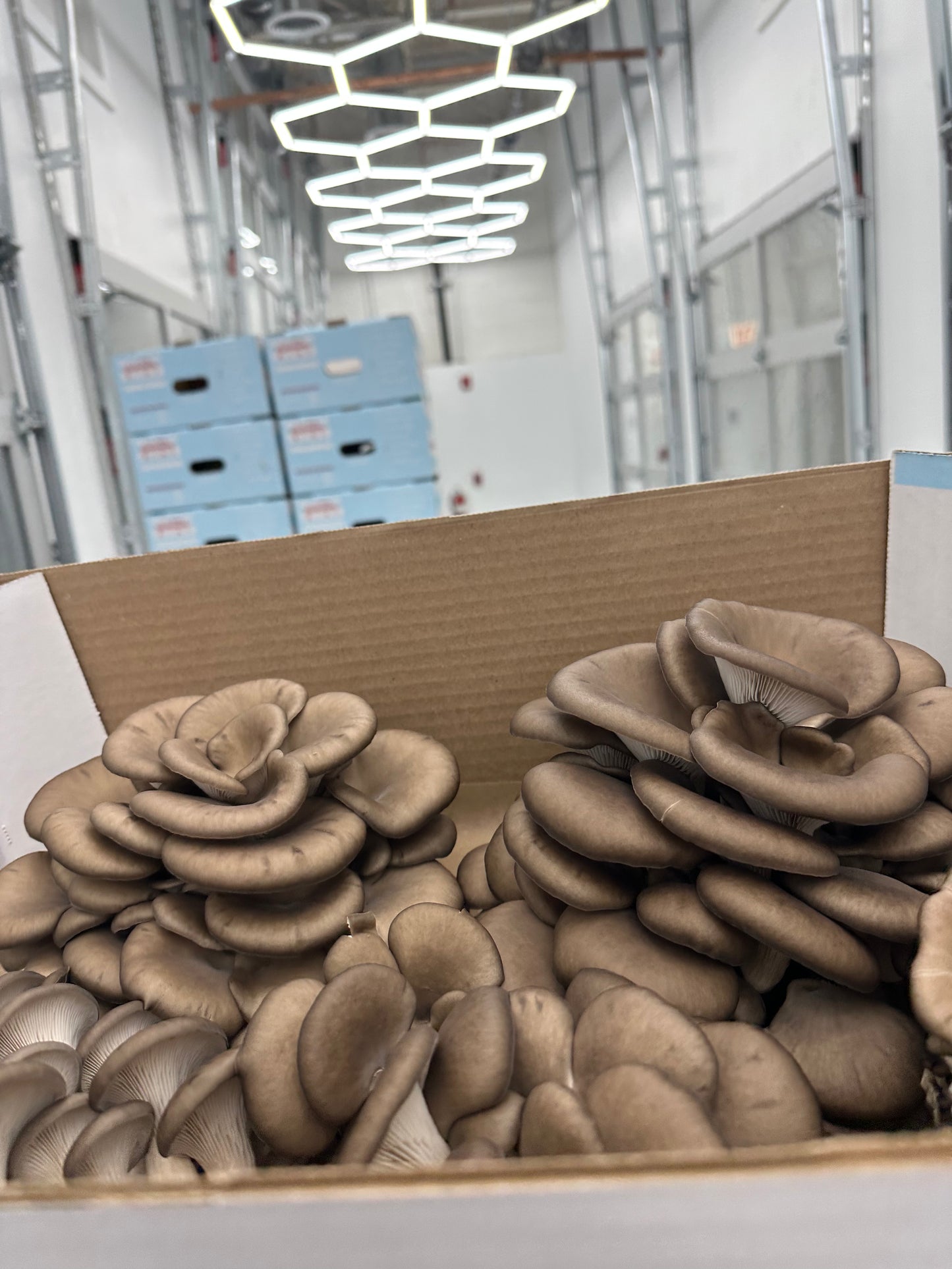 Blue Oyster Mushroom - 6lb/case