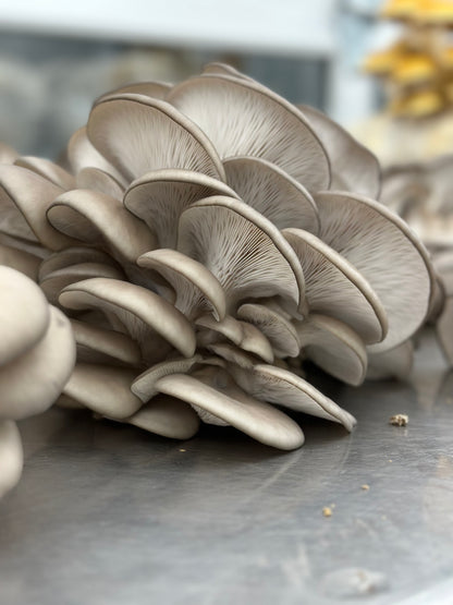 Blue Oyster Mushroom - 6lb/case