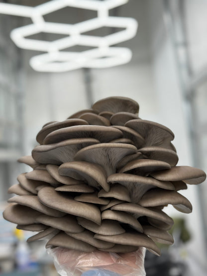 Blue Oyster Mushroom - 6lb/case