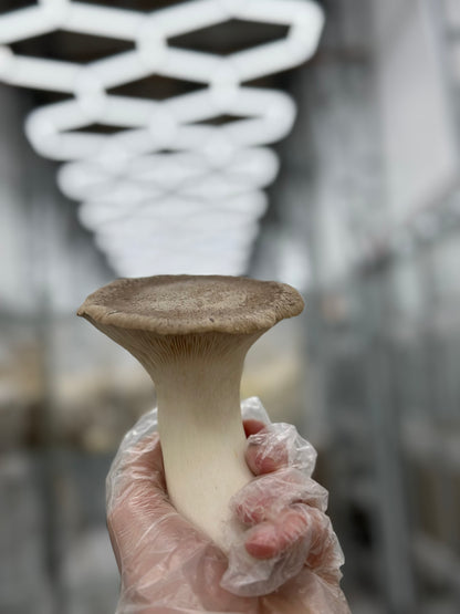 King Trumpet - 7lb/case