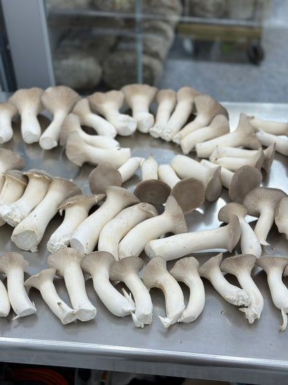 King Trumpet - 7lb/case