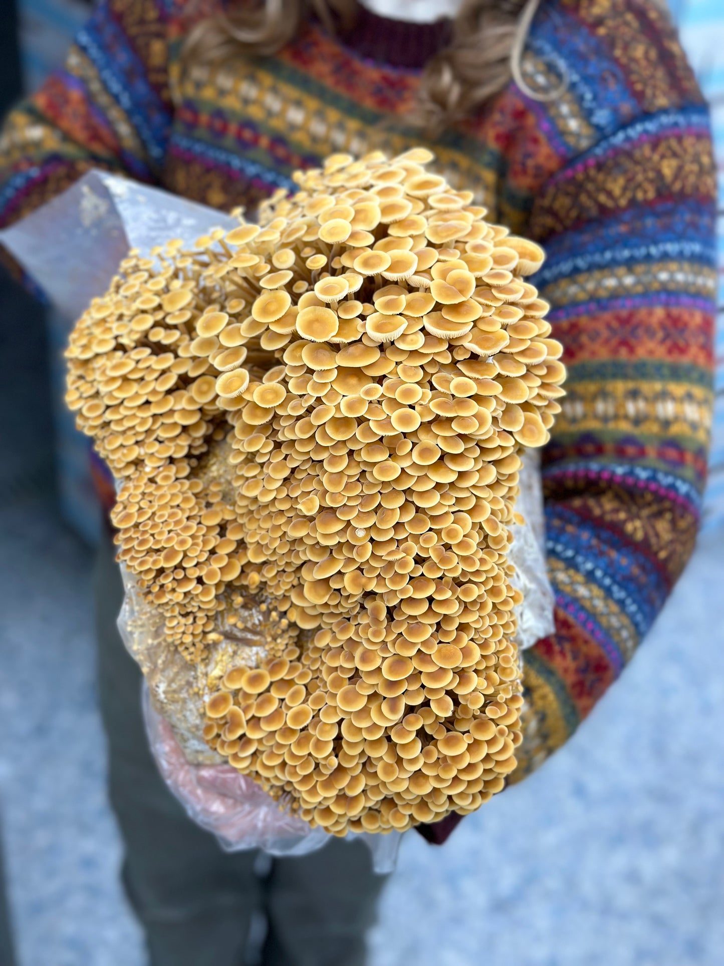 Golden Enoki Mushrooms - 3lb/case