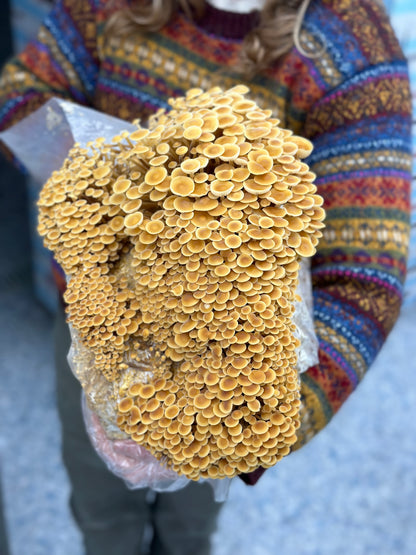 Golden Enoki Mushrooms - 3lb/case