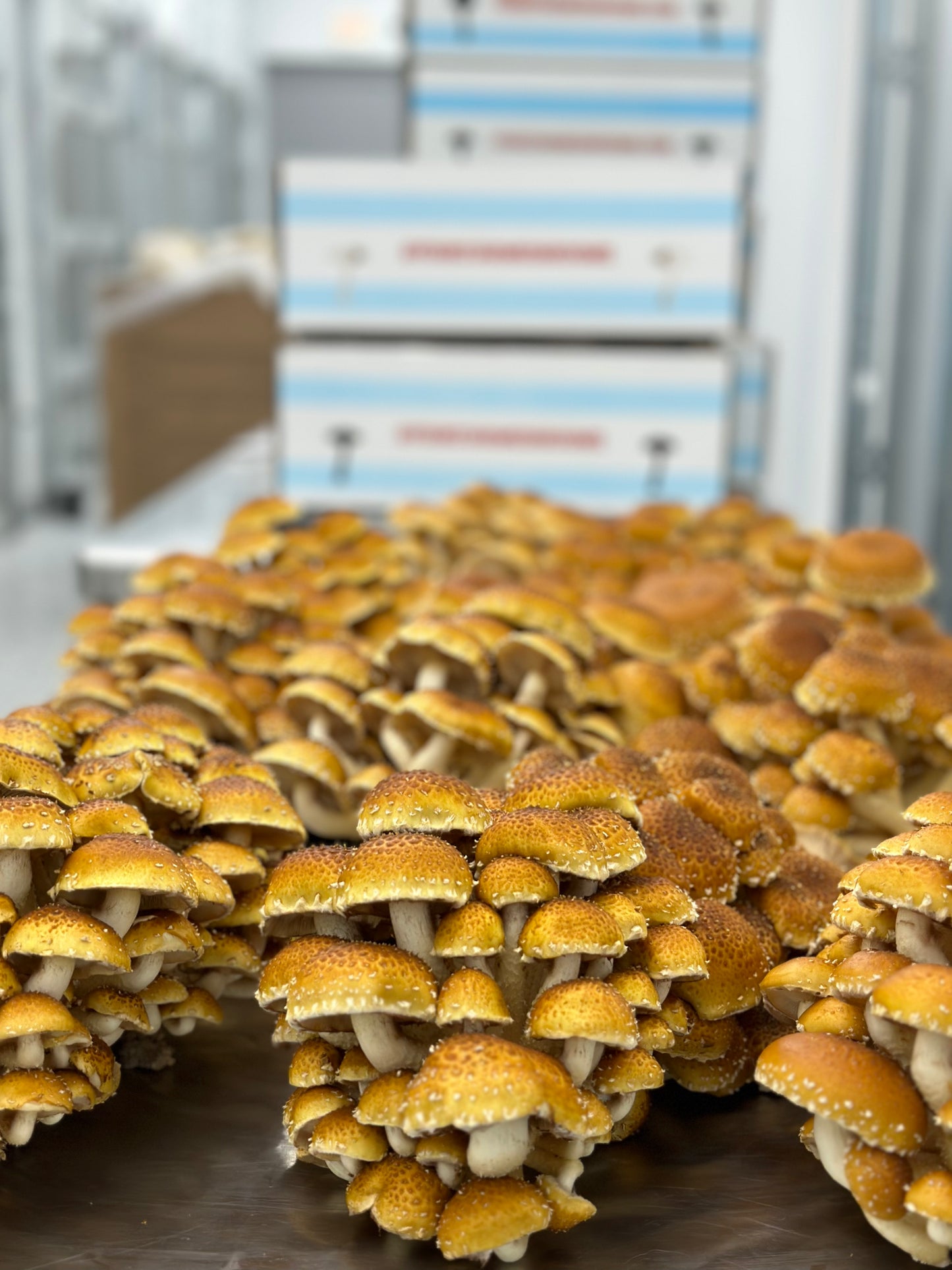 Chestnut Mushrooms - 6lb/case