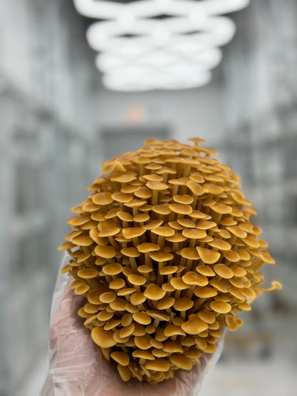 Golden Enoki Mushrooms - 3lb/case